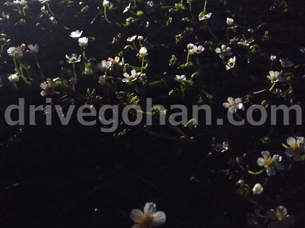 梅花藻が滋賀で咲く 21 ドライブとご飯屋さん