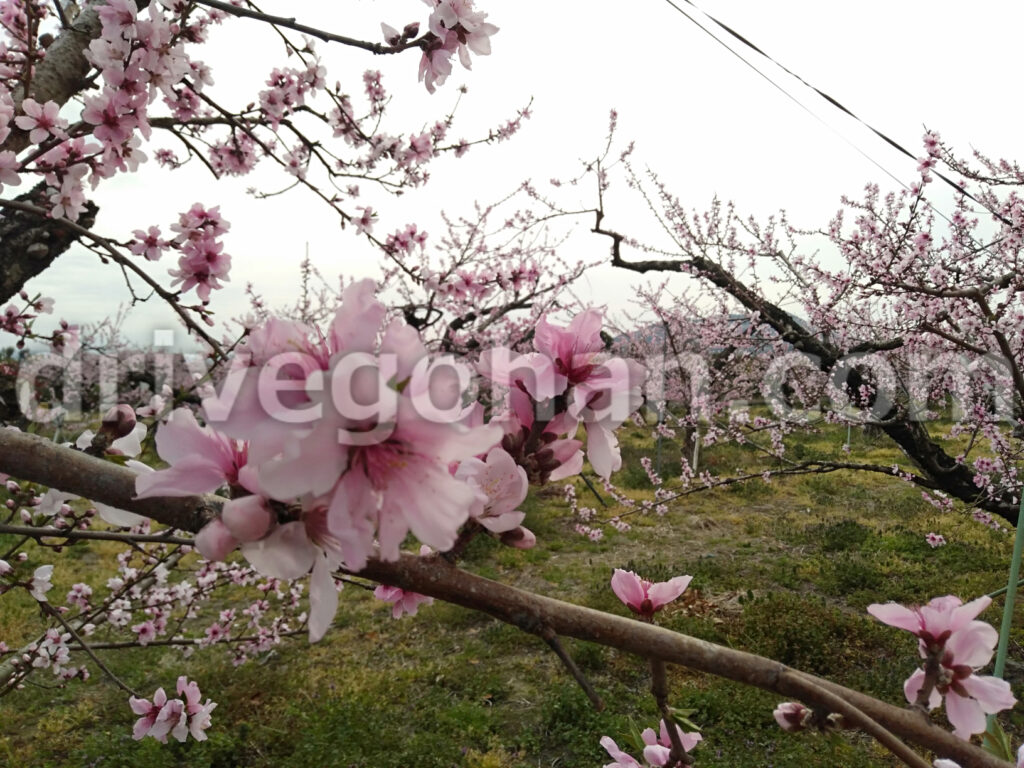 桃源郷 和歌山県 桃の花がびっしりつく枝