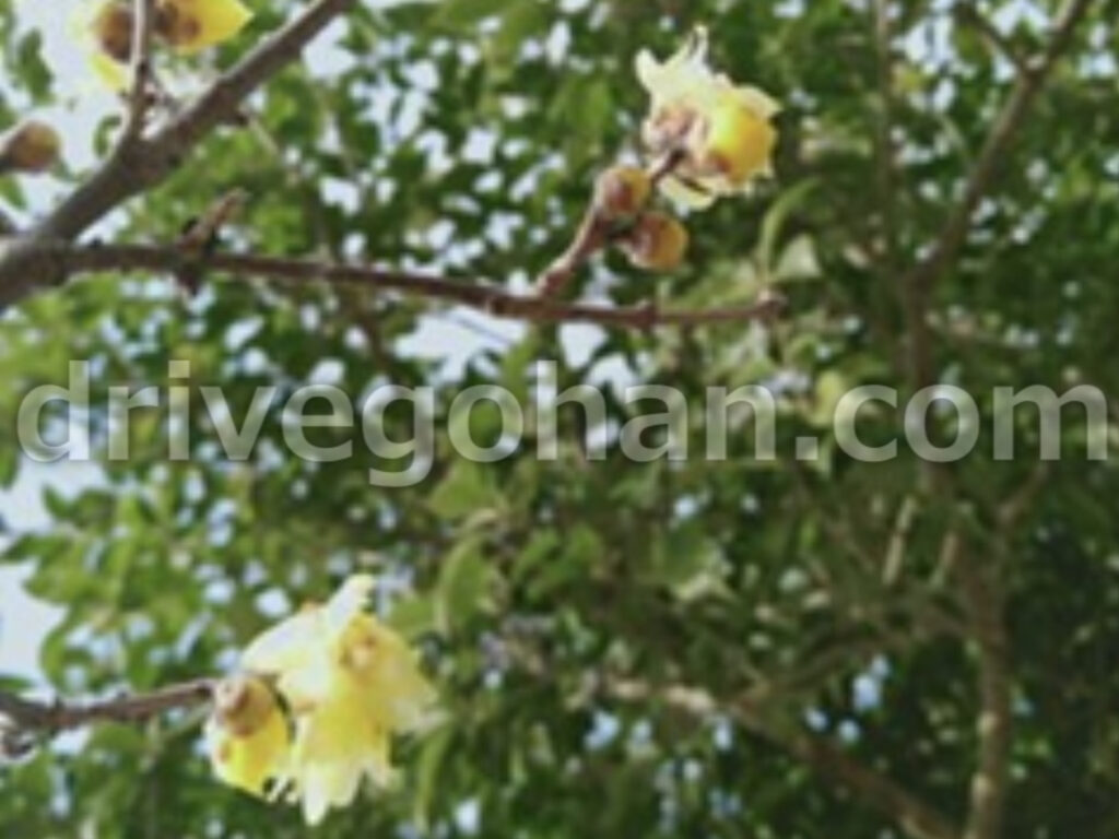 明石公園 野鳥 ポイント付近で良い香りの花