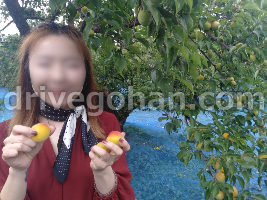 摘津蜜 