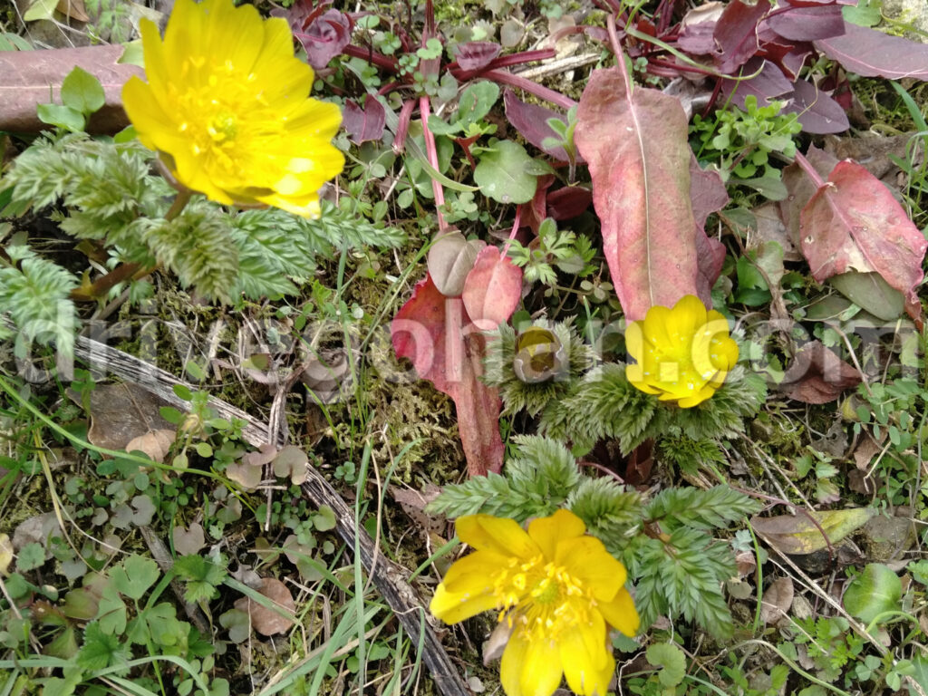 福寿草 名所 関西で芝生の地面に目立つ黄色